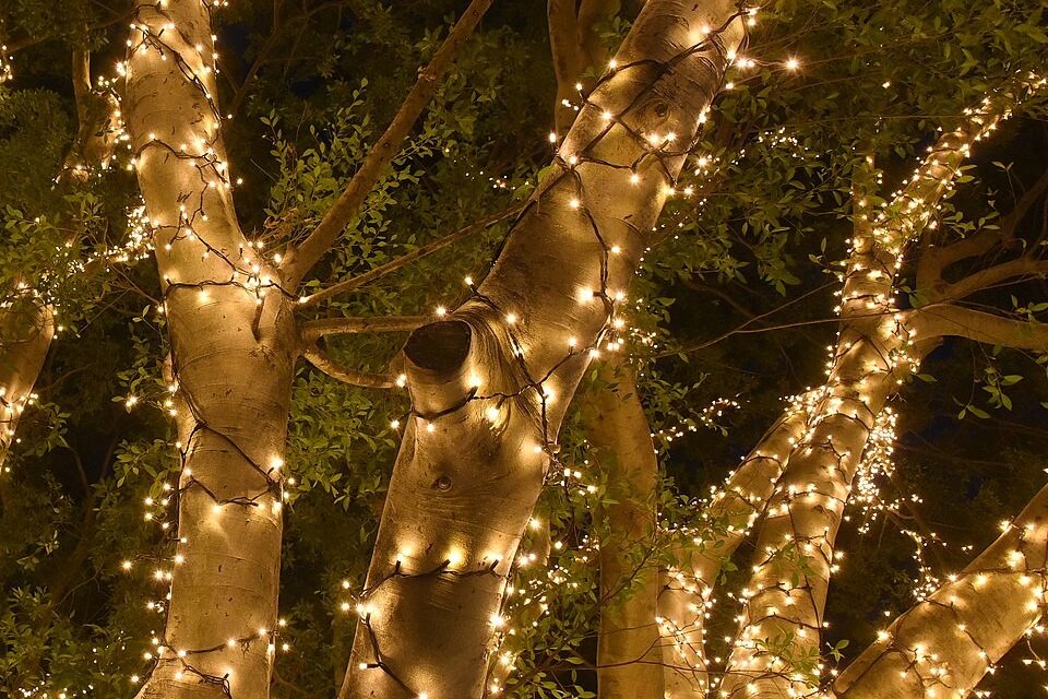 A photograph of a tree on the UNSW campus, covered in fairy lights.